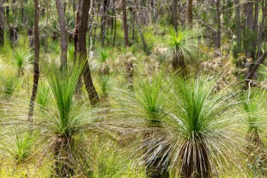 Avustralya 'nın tarihi Herberton yakınlarındaki çalılıkları, Atherton Tabloları, QLD. Bu manzaralı cennette yerli bitki ve hayvanları keşfedin.