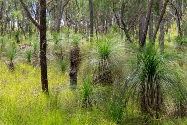 Avustralya 'nın tarihi Herberton yakınlarındaki çalılıkları, Atherton Tabloları, QLD. Bu manzaralı cennette yerli bitki ve hayvanları keşfedin.