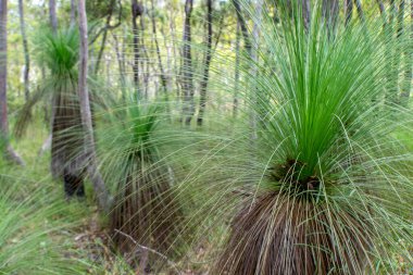 Avustralya 'nın tarihi Herberton yakınlarındaki çalılıkları, Atherton Tabloları, QLD. Bu manzaralı cennette yerli bitki ve hayvanları keşfedin.