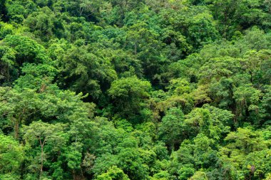 Avustralya 'nın FNQ kentindeki Cairns yakınlarındaki güzel yağmur ormanı manzaraları yemyeşil bitki örtüsü, çeşitli vahşi yaşam ve sakin doğal manzaralar sergiliyor. Bu tropik cennet, doğanın sükunetine mükemmel bir kaçış sunuyor.