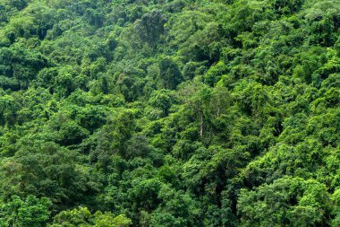 Avustralya 'nın FNQ kentindeki Cairns yakınlarındaki güzel yağmur ormanı manzaraları yemyeşil bitki örtüsü, çeşitli vahşi yaşam ve sakin doğal manzaralar sergiliyor. Bu tropik cennet, doğanın sükunetine mükemmel bir kaçış sunuyor.