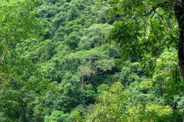 Avustralya 'nın FNQ kentindeki Cairns yakınlarındaki güzel yağmur ormanı manzaraları yemyeşil bitki örtüsü, çeşitli vahşi yaşam ve sakin doğal manzaralar sergiliyor. Bu tropik cennet, doğanın sükunetine mükemmel bir kaçış sunuyor.