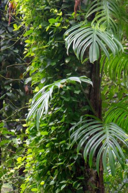 Avustralya 'nın FNQ kentindeki Cairns yakınlarındaki güzel yağmur ormanı manzaraları yemyeşil bitki örtüsü, çeşitli vahşi yaşam ve sakin doğal manzaralar sergiliyor. Bu tropik cennet, doğanın sükunetine mükemmel bir kaçış sunuyor.