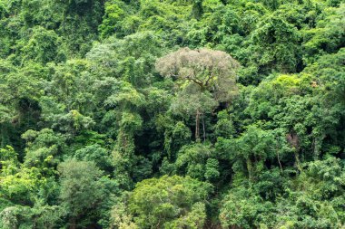 Avustralya 'nın FNQ kentindeki Cairns yakınlarındaki güzel yağmur ormanı manzaraları yemyeşil bitki örtüsü, çeşitli vahşi yaşam ve sakin doğal manzaralar sergiliyor. Bu tropik cennet, doğanın sükunetine mükemmel bir kaçış sunuyor.