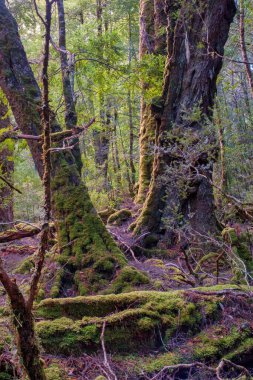 Avustralya 'nın Tazmanya kentindeki Dove Gölü ve Cradle Dağı yakınlarındaki ılıman yağmur ormanları yemyeşil, yoğun yeşillik ve el değmemiş doğal çevrenin çarpıcı manzaralarını sunuyor. Bu bölge doğa meraklıları ve maceracılar için mükemmel.