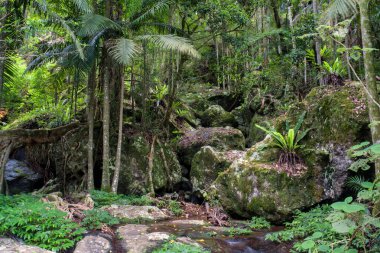 Springbrook Ulusal Parkı 'nın yemyeşil yağmur ormanı Gold Coast Hinterland, Queensland, Avustralya. Canlı yeşilliklerin, çağlayan şelalelerin ve bu dingin ve büyüleyici doğal çevrenin çeşitli bitki örtülerinin tadını çıkarın.