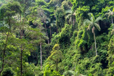 Springbrook Ulusal Parkı 'nın yemyeşil yağmur ormanı Gold Coast Hinterland, Queensland, Avustralya. Canlı yeşilliklerin, çağlayan şelalelerin ve bu dingin ve büyüleyici doğal çevrenin çeşitli bitki örtülerinin tadını çıkarın.