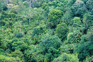 Springbrook Ulusal Parkı 'nın yemyeşil yağmur ormanı Gold Coast Hinterland, Queensland, Avustralya. Canlı yeşilliklerin, çağlayan şelalelerin ve bu dingin ve büyüleyici doğal çevrenin çeşitli bitki örtülerinin tadını çıkarın.