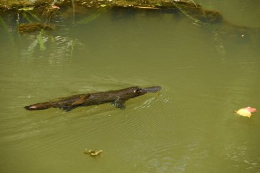 Kuzey Queensland 'da (FNQ), yemyeşil ve doğal güzelliklerle çevrili sakin bir derenin berrak sularında süzülen bir ornitorenk.