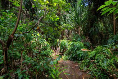 Cairns Bölgesi 'nin yemyeşil yağmur ormanı manzarası, FNQ, Avustralya. Yükselen ağaçların, yoğun yaprakların, canlı bitkilerin ve bu tropikal cennetteki vahşi yaşamın huzur dolu seslerinin tadını çıkarın.