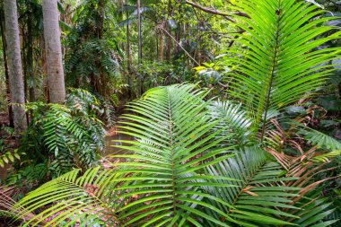 Cairns Bölgesi 'nin yemyeşil yağmur ormanı manzarası, FNQ, Avustralya. Yükselen ağaçların, yoğun yaprakların, canlı bitkilerin ve bu tropikal cennetteki vahşi yaşamın huzur dolu seslerinin tadını çıkarın.