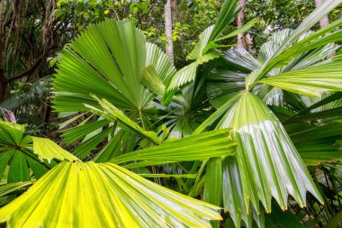 Cairns Bölgesi 'nin yemyeşil yağmur ormanı manzarası, FNQ, Avustralya. Yükselen ağaçların, yoğun yaprakların, canlı bitkilerin ve bu tropikal cennetteki vahşi yaşamın huzur dolu seslerinin tadını çıkarın.
