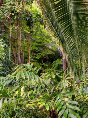 Cairns Bölgesi 'nin yemyeşil yağmur ormanı manzarası, FNQ, Avustralya. Yükselen ağaçların, yoğun yaprakların, canlı bitkilerin ve bu tropikal cennetteki vahşi yaşamın huzur dolu seslerinin tadını çıkarın.