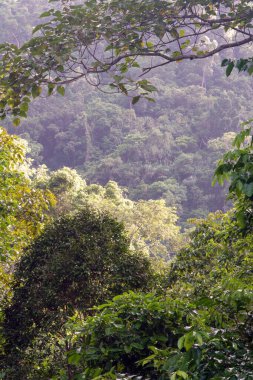 Cairns Bölgesi 'nin yemyeşil yağmur ormanı manzarası, FNQ, Avustralya. Yükselen ağaçların, yoğun yaprakların, canlı bitkilerin ve bu tropikal cennetteki vahşi yaşamın huzur dolu seslerinin tadını çıkarın.