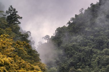 Barron Nehri, çağlayan şelaleler ve Avustralya 'nın FNQ, Cairns yakınlarındaki Barron Vadisi' ndeki yemyeşil yağmur ormanları. Kendinizi bu tropik cennetin güzelliğine daldırın. Bakir suların ve canlı yeşilliklerin nefes kesici bir doğal ortamda birleştiği yere.