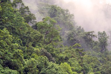 Avustralya 'nın FNQ kentindeki Trinity Plajı, altın kumlar, turkuaz sular ve verimli tropikal çevresiyle çarpıcı bir kıyı manzarası sunuyor. Bu huzurlu sahil, rahatlama ve açık hava aktiviteleri için mükemmeldir.