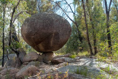 Girraween Ulusal Parkı, Güneydoğu Queensland, Avustralya 'da orman yürüyüşü macerası. Bu pitoresk doğal cennette granit çıkıntıları, yemyeşil ormanları ve kır çiçeklerinin yaydığı patikaları keşfedin.