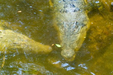 saltwater crocodile in Far North Queensland, Australia, showcasing its powerful presence in a pristine aquatic habitat amidst lush mangroves and shimmering waters clipart