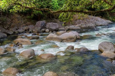 Mossman Vadisi, Daintree Ulusal Parkı, FNQ, Avustralya 'daki Mossman Nehri boyunca sık yağmur ormanları boyunca çalı yürüyüşü. Yükselen ağaçları, canlı yaprakları ve bu el değmemiş ve yemyeşil tropik cennette akan suyun huzurlu sesini keşfedin.