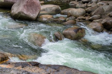 Mossman Vadisi, Daintree Ulusal Parkı, FNQ, Avustralya 'daki Mossman Nehri boyunca sık yağmur ormanları boyunca çalı yürüyüşü. Yükselen ağaçları, canlı yaprakları ve bu el değmemiş ve yemyeşil tropik cennette akan suyun huzurlu sesini keşfedin.