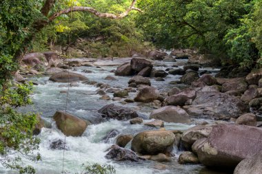Mossman Vadisi, Daintree Ulusal Parkı, FNQ, Avustralya 'daki Mossman Nehri boyunca sık yağmur ormanları boyunca çalı yürüyüşü. Yükselen ağaçları, canlı yaprakları ve bu el değmemiş ve yemyeşil tropik cennette akan suyun huzurlu sesini keşfedin.