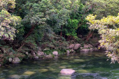 Mossman Vadisi, Daintree Ulusal Parkı, FNQ, Avustralya 'daki Mossman Nehri boyunca sık yağmur ormanları boyunca çalı yürüyüşü. Yükselen ağaçları, canlı yaprakları ve bu el değmemiş ve yemyeşil tropik cennette akan suyun huzurlu sesini keşfedin.