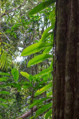 Mossman Vadisi, Daintree Ulusal Parkı, FNQ, Avustralya 'daki Mossman Nehri boyunca uzanan sık yağmur ormanları boyunca bir çalı yürüyüşü. Yükselen ağaçları, canlı yaprakları ve bu el değmemiş ve yemyeşil tropik cennette akan suyun huzurlu sesini keşfedin.