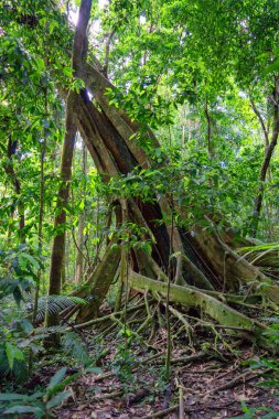 Mossman Vadisi, Daintree Ulusal Parkı, FNQ, Avustralya 'daki Mossman Nehri boyunca uzanan sık yağmur ormanları boyunca bir çalı yürüyüşü. Yükselen ağaçları, canlı yaprakları ve bu el değmemiş ve yemyeşil tropik cennette akan suyun huzurlu sesini keşfedin.