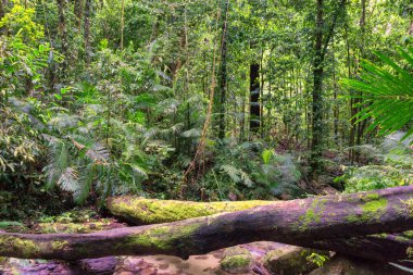 Mossman Vadisi, Daintree Ulusal Parkı, FNQ, Avustralya 'daki Mossman Nehri boyunca uzanan sık yağmur ormanları boyunca bir çalı yürüyüşü. Yükselen ağaçları, canlı yaprakları ve bu el değmemiş ve yemyeşil tropik cennette akan suyun huzurlu sesini keşfedin.