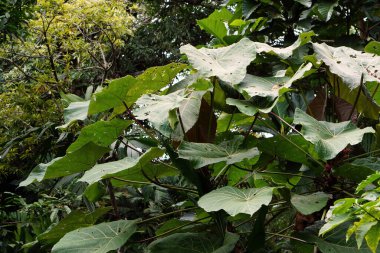 Avustralya, FNQ 'da canlı bir bahçenin güzelliği, egzotik bitkiler, renkli çiçekler ve yemyeşil çiçeklerle dolu. Huzurlu atmosferin, çeşitli bitkilerin ve bu büyüleyici bahçenin doğal sanatının tadını çıkarın.