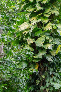 Avustralya, FNQ 'da canlı bir bahçenin güzelliği, egzotik bitkiler, renkli çiçekler ve yemyeşil çiçeklerle dolu. Huzurlu atmosferin, çeşitli bitkilerin ve bu büyüleyici bahçenin doğal sanatının tadını çıkarın.