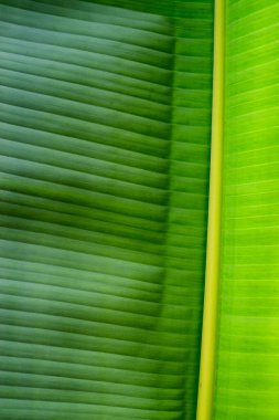 Avustralya, FNQ 'da canlı bir bahçenin güzelliği, egzotik bitkiler, renkli çiçekler ve yemyeşil çiçeklerle dolu. Huzurlu atmosferin, çeşitli bitkilerin ve bu büyüleyici bahçenin doğal sanatının tadını çıkarın.