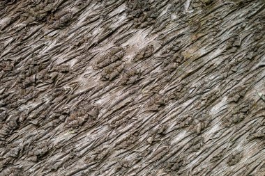 Avustralya, FNQ 'da canlı bir bahçenin güzelliği, egzotik bitkiler, renkli çiçekler ve yemyeşil çiçeklerle dolu. Huzurlu atmosferin, çeşitli bitkilerin ve bu büyüleyici bahçenin doğal sanatının tadını çıkarın.