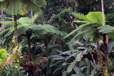 Avustralya 'nın FNQ kentindeki Trinity Plajı, altın kumlar, turkuaz sular ve verimli tropikal çevresiyle çarpıcı bir kıyı manzarası sunuyor. Bu huzurlu sahil, rahatlama ve açık hava aktiviteleri için mükemmeldir.