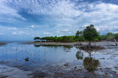 Port Douglas, FNQ, Avustralya 'nın güneyindeki mangrovlarla benzersiz bir plaj manzarası. El değmemiş kıyı şeridini, sarmaş dolaş mangrov ormanlarını ve bu tropikal cennetin dingin atmosferini deneyin.