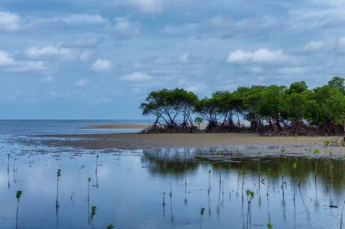Port Douglas, FNQ, Avustralya 'nın güneyindeki mangrovlarla benzersiz bir plaj manzarası. El değmemiş kıyı şeridini, sarmaş dolaş mangrov ormanlarını ve bu tropikal cennetin dingin atmosferini deneyin.