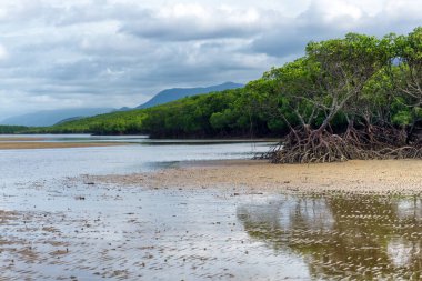 Port Douglas, FNQ, Avustralya 'nın güneyindeki mangrovlarla benzersiz bir plaj manzarası. El değmemiş kıyı şeridini, sarmaş dolaş mangrov ormanlarını ve bu tropikal cennetin dingin atmosferini deneyin.