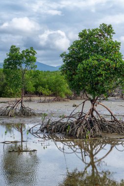 Port Douglas, FNQ, Avustralya 'nın güneyindeki mangrovlarla benzersiz bir plaj manzarası. El değmemiş kıyı şeridini, sarmaş dolaş mangrov ormanlarını ve bu tropikal cennetin dingin atmosferini deneyin.