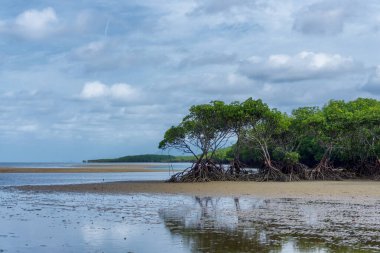 Port Douglas, FNQ, Avustralya 'nın güneyindeki mangrovlarla benzersiz bir plaj manzarası. El değmemiş kıyı şeridini, sarmaş dolaş mangrov ormanlarını ve bu tropikal cennetin dingin atmosferini deneyin.