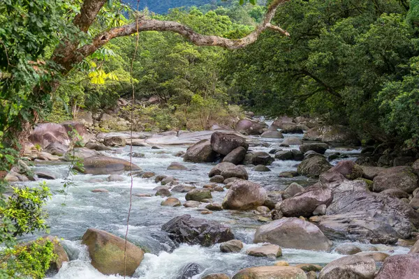 Mossman Vadisi, Daintree Ulusal Parkı, FNQ, Avustralya 'daki Mossman Nehri boyunca sık yağmur ormanları boyunca çalı yürüyüşü. Yükselen ağaçları, canlı yaprakları ve bu el değmemiş ve yemyeşil tropik cennette akan suyun huzurlu sesini keşfedin.