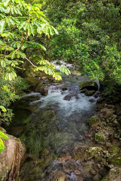 Mossman Vadisi, Daintree Ulusal Parkı, FNQ, Avustralya 'daki Mossman Nehri boyunca uzanan sık yağmur ormanları boyunca bir çalı yürüyüşü. Yükselen ağaçları, canlı yaprakları ve bu el değmemiş ve yemyeşil tropik cennette akan suyun huzurlu sesini keşfedin.