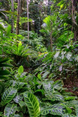 Avustralya 'nın FNQ kentindeki Cairns bölgesinin yemyeşil yağmur ormanları, burada yükselen ağaçlar, canlı yeşillikler ve vahşi yaşamın sesleri dingin ve büyüleyici bir doğal ortam yaratıyor.