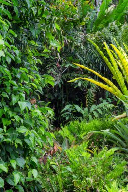Avustralya 'nın FNQ kentindeki Cairns bölgesinin yemyeşil yağmur ormanları, burada yükselen ağaçlar, canlı yeşillikler ve vahşi yaşamın sesleri dingin ve büyüleyici bir doğal ortam yaratıyor.