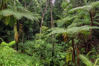 Avustralya 'nın FNQ kentindeki Cairns bölgesinin yemyeşil yağmur ormanları, burada yükselen ağaçlar, canlı yeşillikler ve vahşi yaşamın sesleri dingin ve büyüleyici bir doğal ortam yaratıyor.