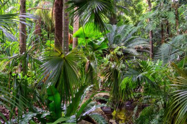 Avustralya 'nın FNQ kentindeki Cairns bölgesinin yemyeşil yağmur ormanları, burada yükselen ağaçlar, canlı yeşillikler ve vahşi yaşamın sesleri dingin ve büyüleyici bir doğal ortam yaratıyor.