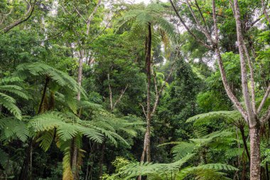 Avustralya 'nın FNQ kentindeki Cairns bölgesinin yemyeşil yağmur ormanları, burada yükselen ağaçlar, canlı yeşillikler ve vahşi yaşamın sesleri dingin ve büyüleyici bir doğal ortam yaratıyor.