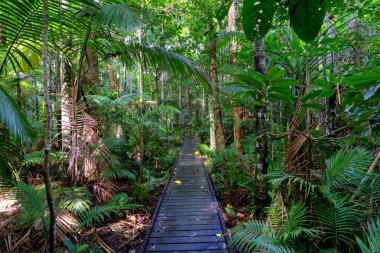 lush rainforest scenery of the Cairns region in FNQ, Australia, where towering trees, vibrant foliage, and the sounds of wildlife create a serene and enchanting natural environment clipart