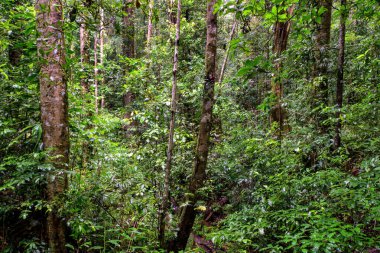 Avustralya, FNQ 'daki Atherton Tabloları' nın çeşitli manzaraları, yuvarlanan yeşil tepeler, yemyeşil yağmur ormanları, çarpıcı şelaleler ve nefes kesici tarım alanları nefes kesici ve huzurlu bir manzara yaratır.