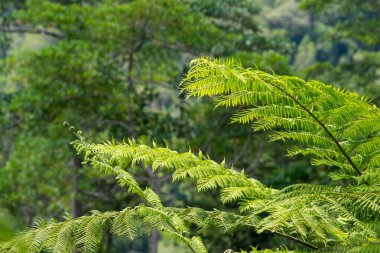 Cairns Bölgesi 'nin yemyeşil yağmur ormanı manzarası, FNQ, Avustralya. Yükselen ağaçların, yoğun yaprakların, canlı bitkilerin ve bu tropikal cennetteki vahşi yaşamın huzur dolu seslerinin tadını çıkarın.