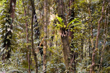 Cairns Bölgesi 'nin yemyeşil yağmur ormanı manzarası, FNQ, Avustralya. Yükselen ağaçların, yoğun yaprakların, canlı bitkilerin ve bu tropikal cennetteki vahşi yaşamın huzur dolu seslerinin tadını çıkarın.